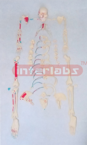 MIDDLE ADULT RIGHT MUSCLE PAINTED, FULL DISARTICULATED SKELETON MODEL